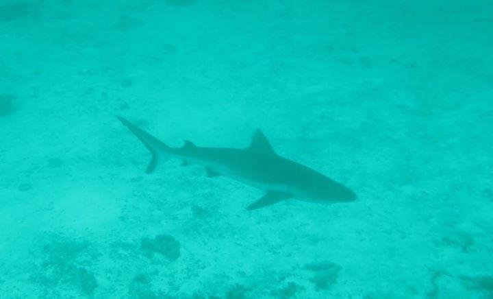 Summer Shade Maldives Dharavandhoo Exterior foto