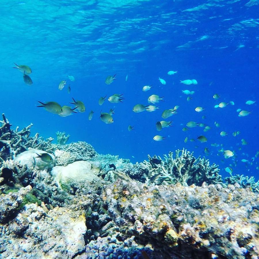 Summer Shade Maldives Dharavandhoo Exterior foto